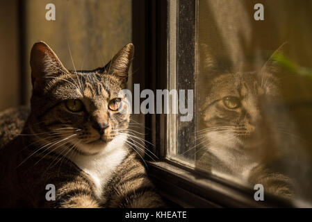 Katze Spiegelbild im Fenster Stockfoto