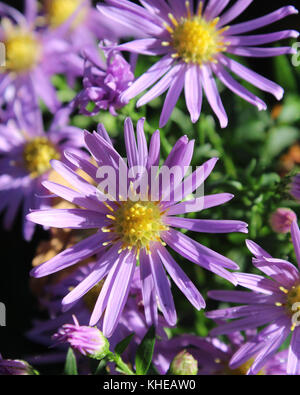 Die schönen violetten Blüten von Symphyotrichum Novi belgii, auch als New York Aster oder Michaelmas Daisy bekannt. Stockfoto