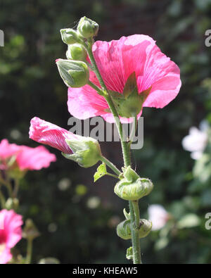 Die wunderschön beleuchtete Blumen von Alcea rosea auch als rosa Malve bekannt. Stockfoto