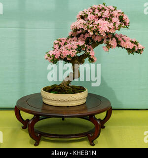 Kyoto, Japan - 21. Mai 2017: rosa blühende Azalee Bonsai Baum in einem Topf auf einer Ausstellung im Botanischen Garten von Kyoto Stockfoto