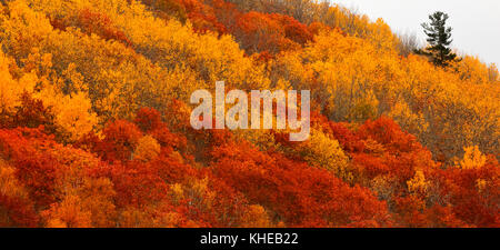 Ein einsamer immergrüner Baum steigt über den lebhaften Farben des Herbstes auf einem Hügel. Stockfoto