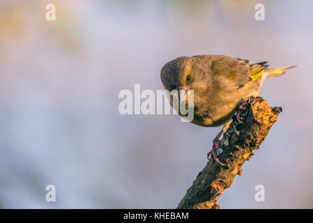 Horizontale Foto von Nizza single Grünfink songbird. Vogel auf abgenutzte Zweig, teilweise durch die Rinde, Moos und Flechten bedeckt thront. Hintergrund ist unscharf. b Stockfoto