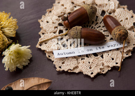 Acorn auf dem Tisch Stockfoto