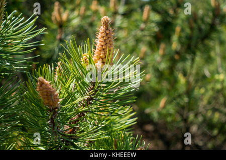 Kleine Kegel auf junge fir Stockfoto