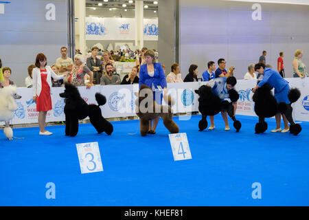 Teilnehmer im Ring auf der World Dog Show Stockfoto