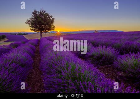 Baum im lavendelfeld bei Sonnenuntergang Stockfoto