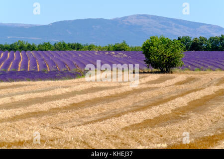 Lavendelfeld in Plateau von Valensole Stockfoto