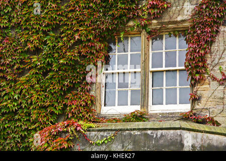 Efeu und Fenster, St Andrews, Schottland. UK. Stockfoto