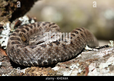 Iberischen kreuz Kreuzotter (Vipera seoanei) Stockfoto