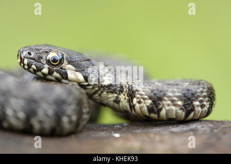 Viperine Schlange (Natrix maura) Stockfoto