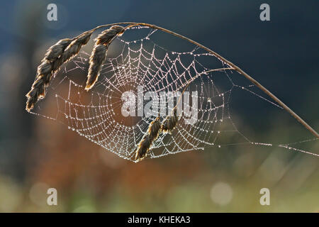 Spinnennetz mit Tau gegen das Licht, das in Spanien. Stockfoto