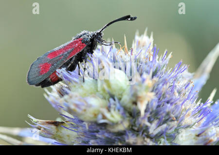 Burnett Motte (Zygaena sp) mit Tau Stockfoto