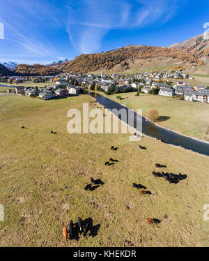 Dorf von celerina und Kühe auf einer Wiese, Tal der Engadin in den Schweizer Alpen Stockfoto