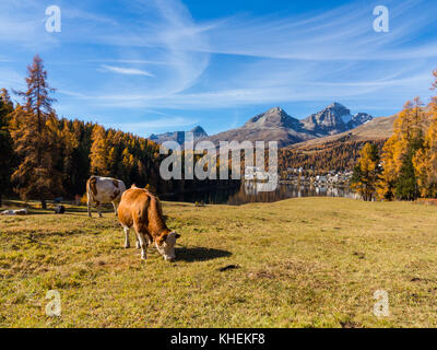 Kühe auf einer Wiese, Tal der Engadin Stockfoto