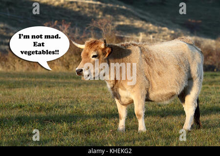 Vegetarische lustige Kuh sprechen. Stockfoto