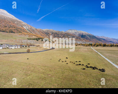 Kühe grasen, engadina Tal, Natur und Tiere Stockfoto