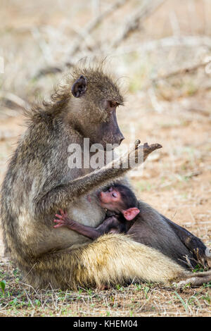 Chacma baboon im Krüger Nationalpark, Südafrika; Gattung Papio ursinus Familie von Fußball oder Handball Stockfoto