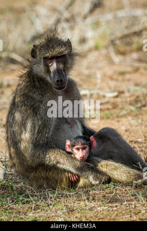 Chacma baboon im Krüger Nationalpark, Südafrika; Gattung Papio ursinus Familie von Fußball oder Handball Stockfoto