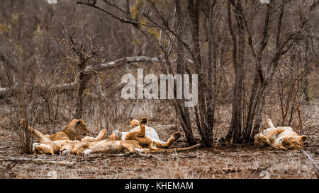 Afrikanischer Löwe im Krüger Nationalpark, Südafrika; specie Panthera leo Familie der Felidae Stockfoto