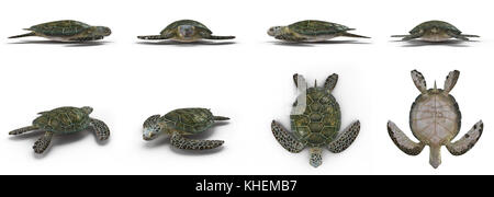 Grüne Meeresschildkröte Winkel auf einem weißen 3D-Illustration isoliert