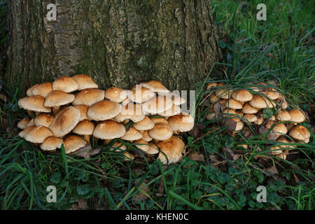 Shaggy scalycap (pholiota Squarrosa), Schleswig-Holstein, Deutschland Stockfoto