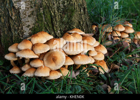 Shaggy scalycap (pholiota Squarrosa), Schleswig-Holstein, Deutschland Stockfoto