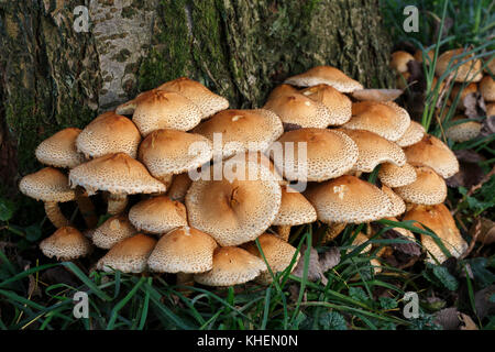 Shaggy scalycap (pholiota Squarrosa), Schleswig-Holstein, Deutschland Stockfoto