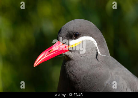 Inca tern (larosterna Inca), Porträt, Captive Stockfoto