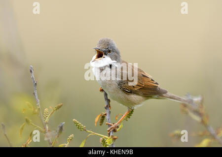 Common Whitethroat (Sylvia communis), männliche Sänger, Texel, Nord Holland, Niederlande Stockfoto