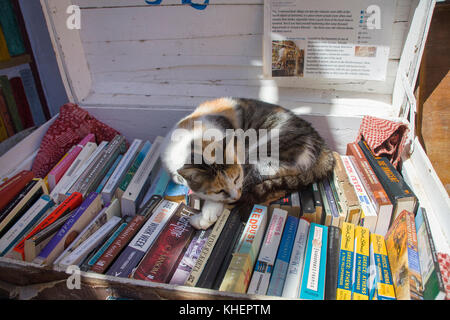 Katze schläft auf Bücher in einem Anzug Fall, Shop in Oia, Santorin Insel, Kykladen, Ägäis, Griechenland Stockfoto