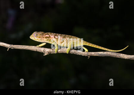 Jewel Chameleon (furcifer lateralis), weiblich, ankaramibe, boeny, Madagaskar Stockfoto