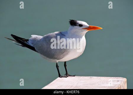 Baby tern für ein Foto posiert Stockfoto