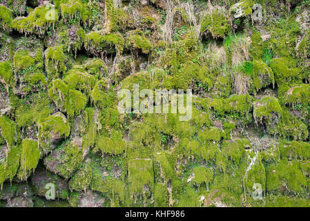 Moss Stockfoto