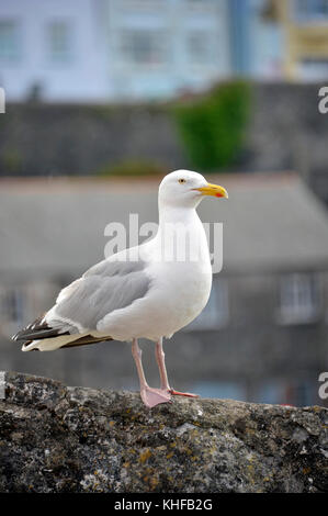 Silbermöwe, möwe am Hafen von Tenby ein Urlaub Urlaubsort auf der westlichen Seite von Carmarthen Bay in Pembrokeshire in South West Wales, UK. Stockfoto