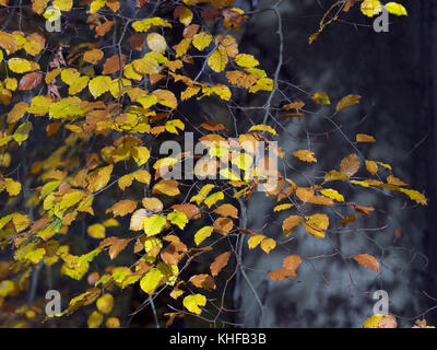 Buche Fagus sylvatica und Herbstlaub Felbrigg großen Wald Norfolk UK Anfang November Stockfoto