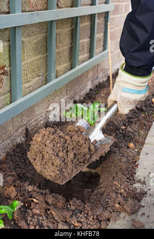 Nahaufnahme von Mensch Person Gärtner Graben Loch für Pflanze im Garten England UK Vereinigtes Königreich GB Großbritannien Stockfoto