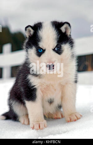 Siberian Husky Welpen 6 Wochen sitzen im Schnee Stockfoto