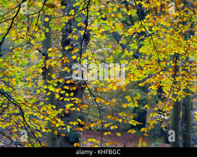 Buche Fagus sylvatica und Herbstlaub Felbrigg großen Wald Norfolk UK Anfang November Stockfoto