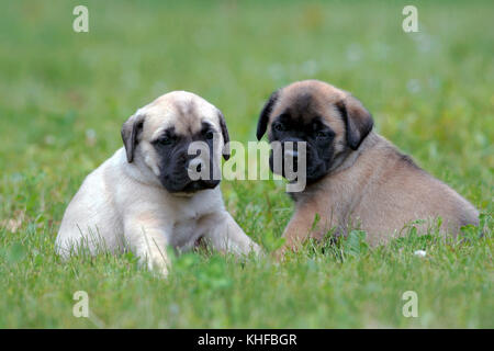 Englischer Mastiff, zwei Welpen, ein paar Wochen alt, sitzen zusammen auf Gras. Stockfoto