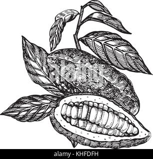 Schokolade Kakaobohnen Vector Illustration. graviert Stil Abbildung. skizziert Hand gezeichnet Kakaobohnen, Baum, Blätter und Zweige. Stock Vektor