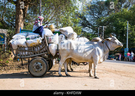 Bagan, Myanmar - 9. März 2017. Ein nicht identifizierter burmesischen Frau reiten Ochsenkarren an antike Stadt in Bagan (Pagan) am 9. März 2017, Myanmar. Stockfoto