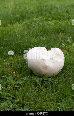 Riesige puffball Pilz Reifung und bald bereit sein, seine Sporen in der Zwischenzeit ist es durch Schnecken und Mäuse Calvatia gigantea angeknabbert wurde zu zerstreuen Stockfoto