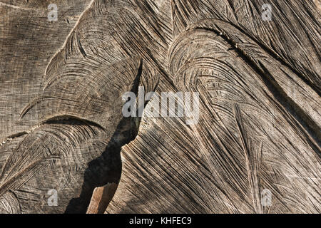 Nuten und Kette sah Mark in dem Baumstumpf ein maulbeerfeigenbaum, dass 3 Monate zuvor wegen der Gefahr von Stürzen und Zerfall gefällt wurde, Acer pseudoplatanus Stockfoto