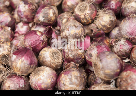 Viele Hyazinthe Zwiebeln mit reizend Lampe Gehäuse, das für einige Ursache chemische Reizstoffe Kontaktdermatitis bereit, im Herbst Pflanzen Stockfoto