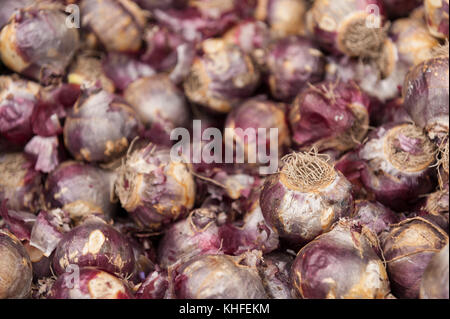 Viele Hyazinthe Zwiebeln mit reizend Lampe Gehäuse, das für einige Ursache chemische Reizstoffe Kontaktdermatitis bereit, im Herbst Pflanzen Stockfoto