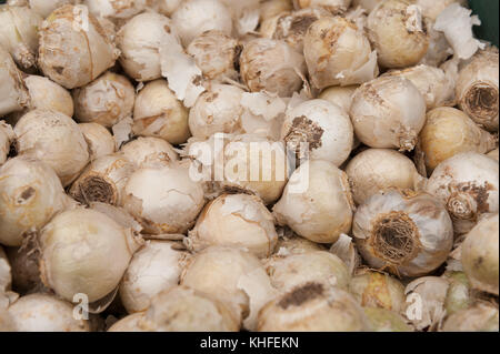 Viele Hyazinthe Zwiebeln mit reizend Lampe Gehäuse, das für einige Ursache chemische Reizstoffe Kontaktdermatitis bereit, im Herbst Pflanzen Stockfoto