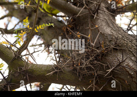 Extrem lange Dornen am Stamm von Honey locust bean Tree als Schutzmechanismus aus Samen Obst durch Klettern Baum gefressen werden Stockfoto