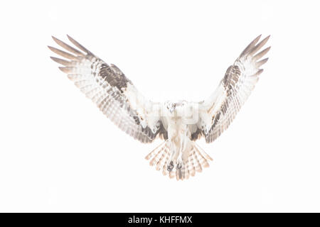 Fischadler (Pandion haliaetus) für Fische in Acadia National Park, Maine, USA. Stockfoto