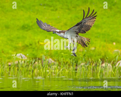 Fischadler (Pandion haliaetus) Angeln Alewife (Alosa pseudoharengus) auf einem kleinen Teich entlang des Atlantischen Ozeans. Acadia National Park, Maine, USA. Stockfoto