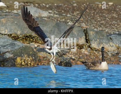 Fischadler (Pandion haliaetus) schnappt Alewife (Alosa pseudoharengus) aus dem Atlantik, als Kanadagans (Branta canadensis) an schaut. Acadia Nat Stockfoto